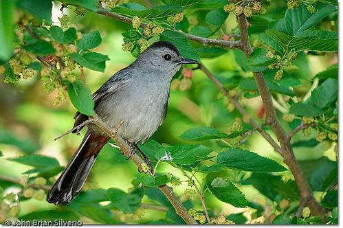 Gray Catbird by Island Capture (aka Silverph or psilver) is licensed under CC BY-NC-ND 2.0